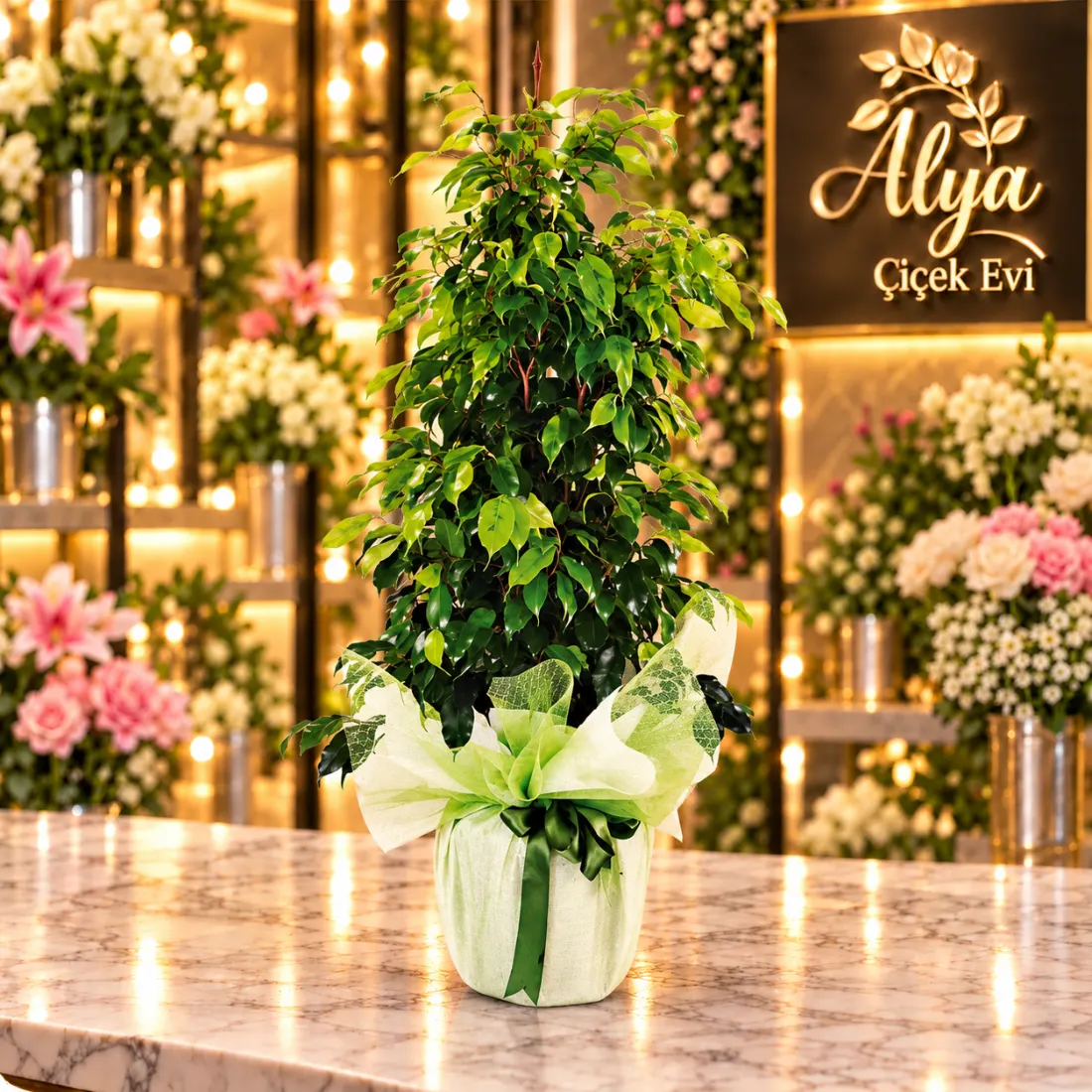 Ficus Benjamin – Yeşil Ambalajlı Saksı Bitkisi
