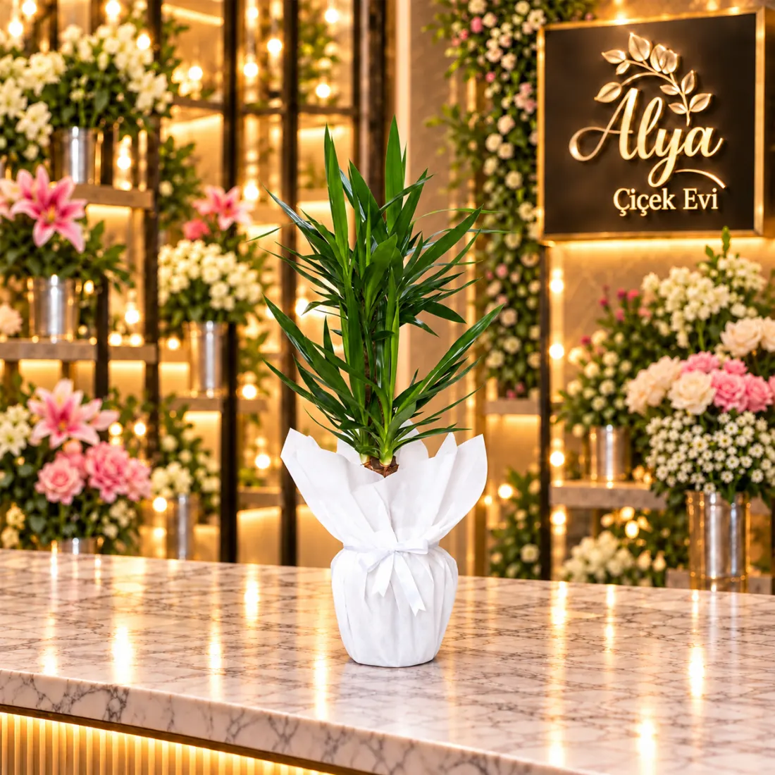 Yucca Drasena 2’li – Beyaz Ambalajlı Saksı Bitkisi